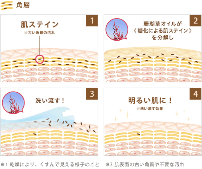 珊瑚草オイルが《糖化により肌ステイン》を分解